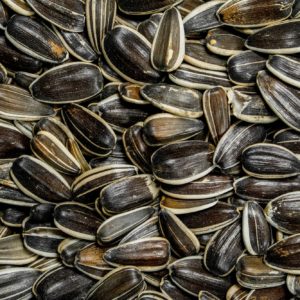 Roasted sunflower seeds.