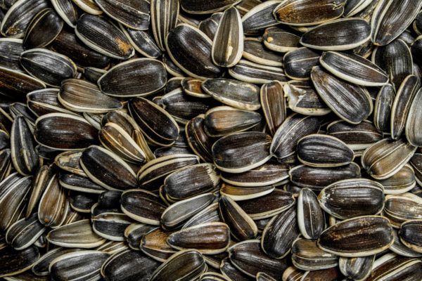 Roasted sunflower seeds.