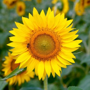 sunflower